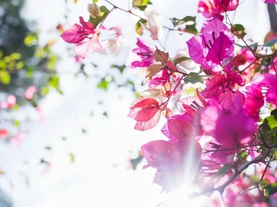 Primavera | Vacanze di gruppo | Horly Viaggi